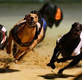 How To Bet On The Greyhounds